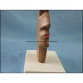 PVC Human Anatomy Median Section of The Head Model